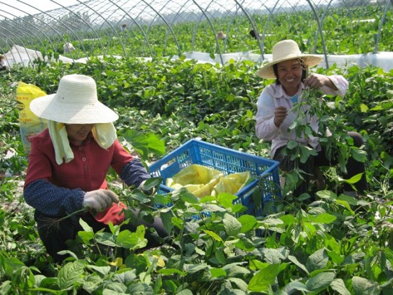 ����RFID���g���߲˸�ۙ׷��ϵ�y(t��ng)�о�